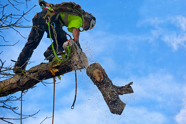 Best Leaf Removal  in Belmond, IA