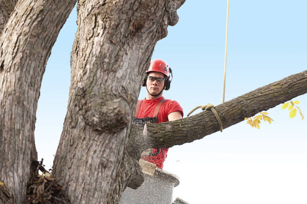 Professional Tree Services in Belmond, IA